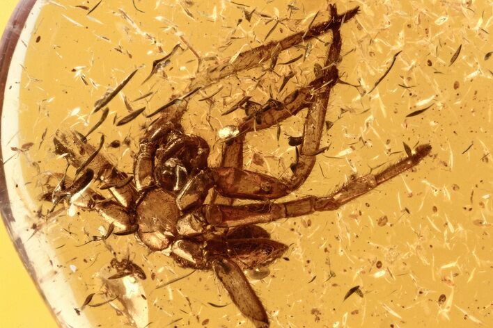 Fossil Spider Exuvia (Araneae) In Baltic Amber #273352